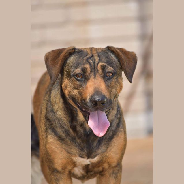 Photo of Toffee