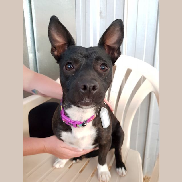 Photo of **On Trial** Lolly