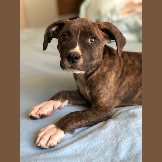 Photo of Charlie Brown 