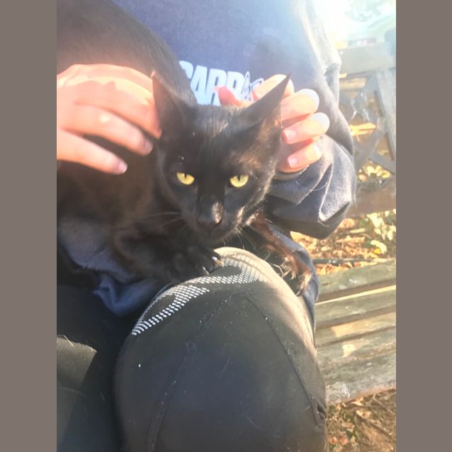 Photo of Domino 