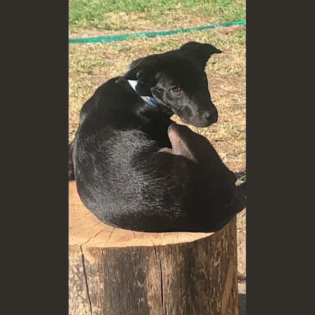 Photo of Midnight