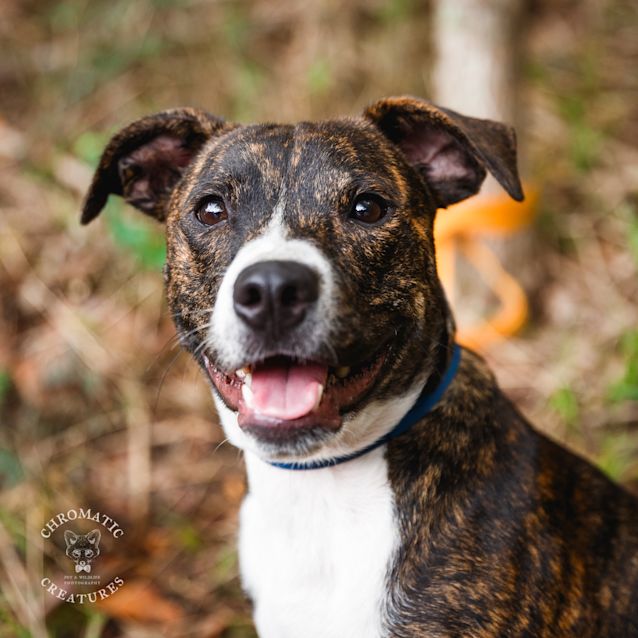 Photo of Loki