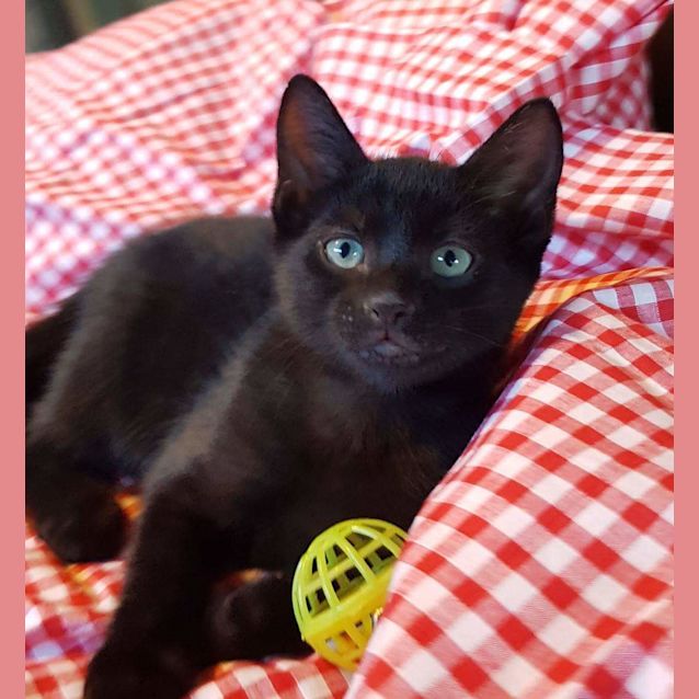 Photo of Shadow