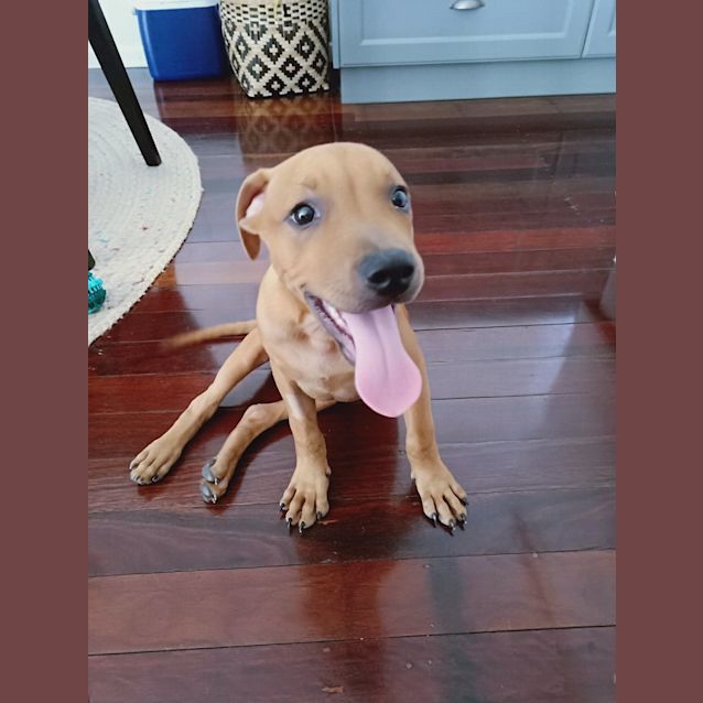 Photo of Simba