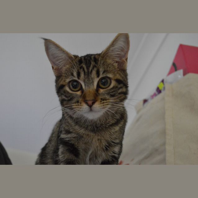 Photo of Isabella The Empathic Loving Tabby Tiger Kitten