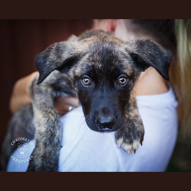Photo of Yoda