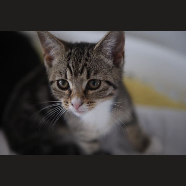 Photo of Baileys