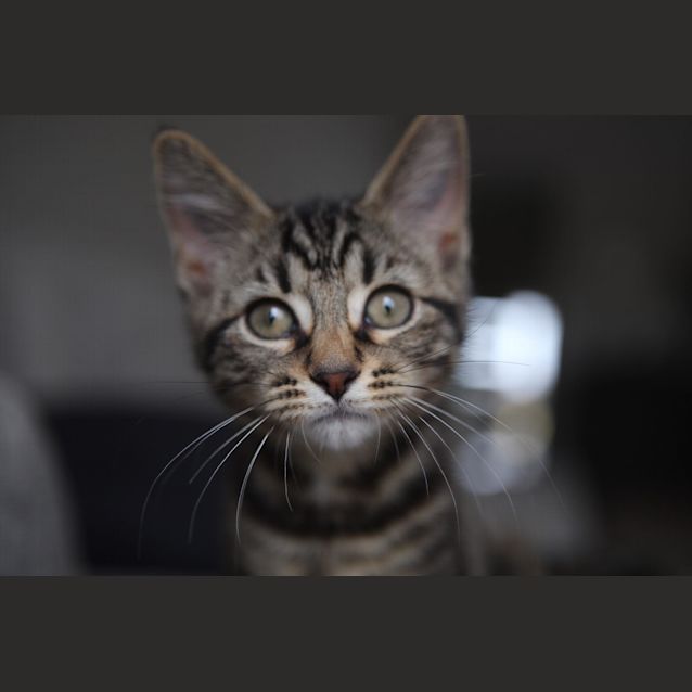 Photo of Jager