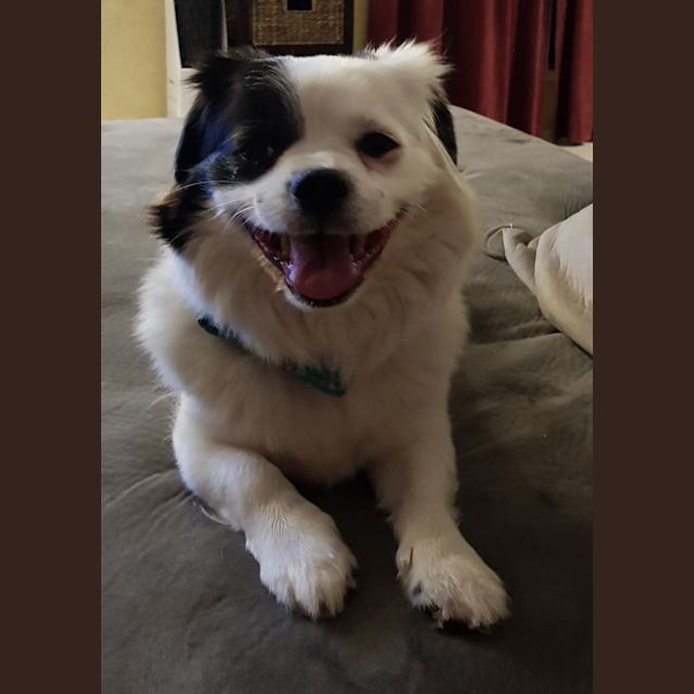 Photo of Blossom