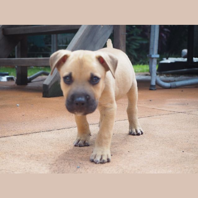 Photo of Tyson ~ Happy Staffy X Puppy (On Trial 17/3/19)