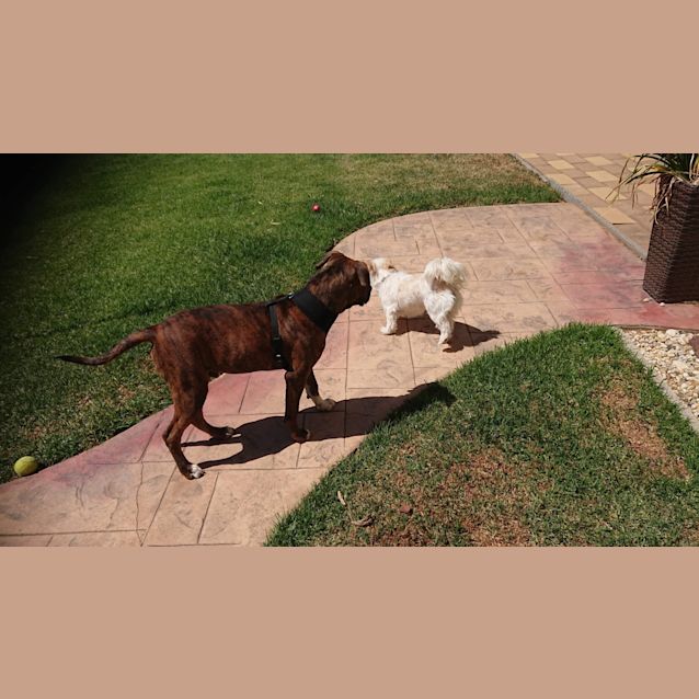 Photo of Pumba 