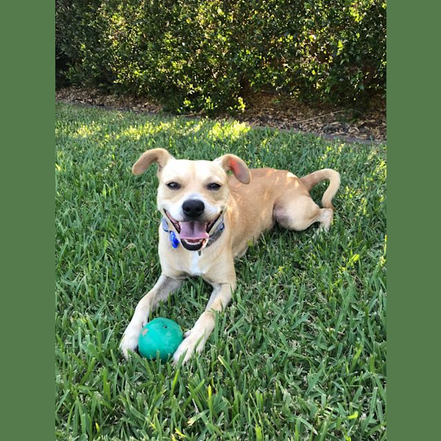 Photo of Bruno ~ Foxy X Staffy (On Trial 17/3/2019)