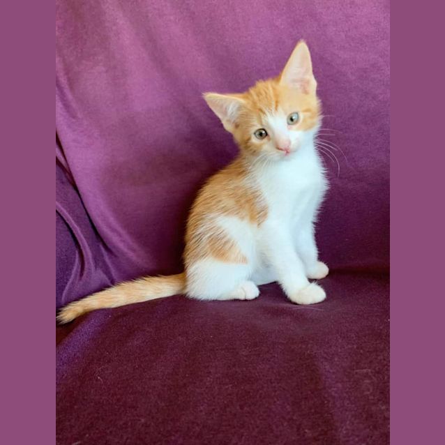 Photo of Sorrel 