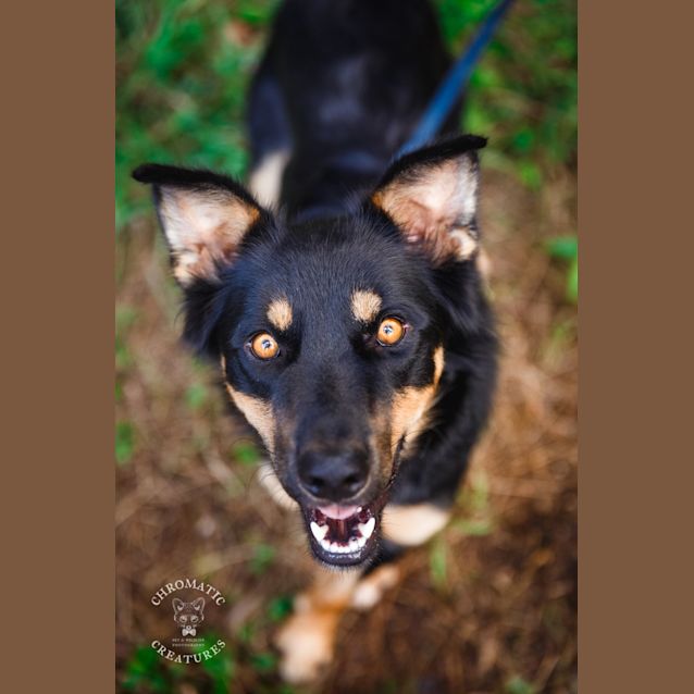 Photo of Rusty