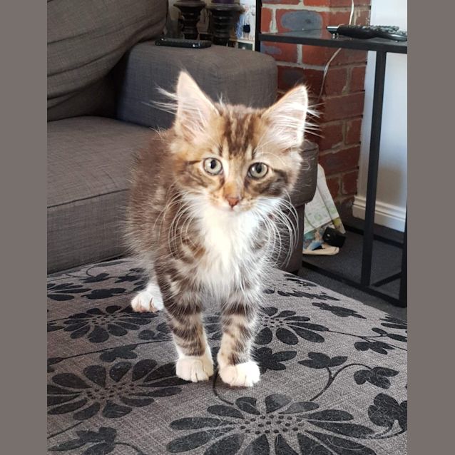 Photo of Ringo   Located In Strathmore 