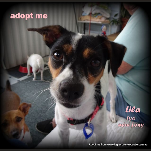 Photo of Lila 🐾 1.5yo Mini Foxy (On Trial 4/3/19)