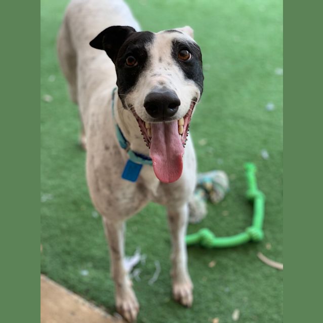 Photo of Patches (In Foster)