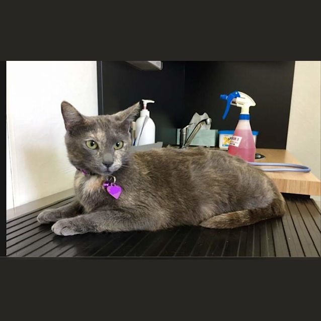 Photo of Peaches