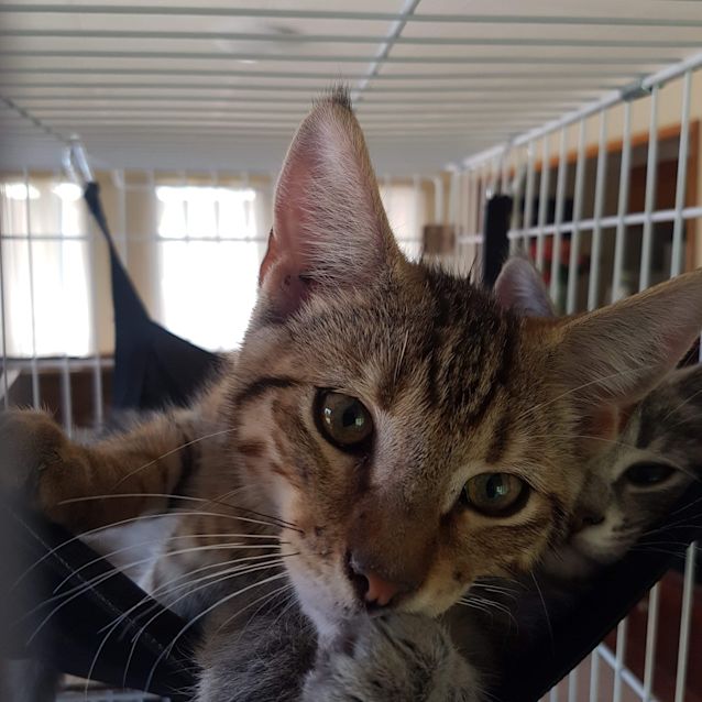 Photo of Pretzel