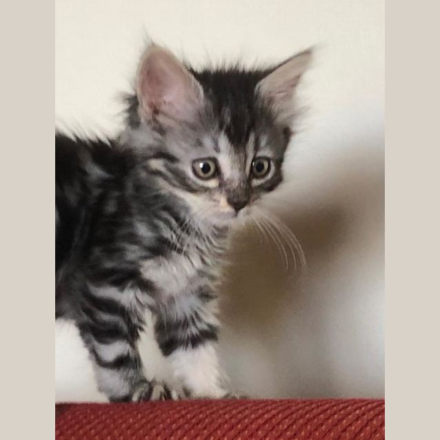 Photo of Sasha