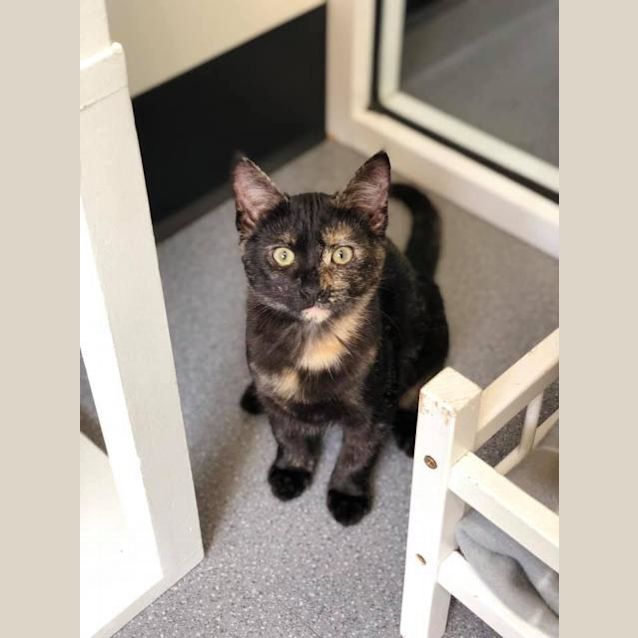 Photo of Luna