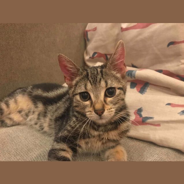 Photo of Binx 