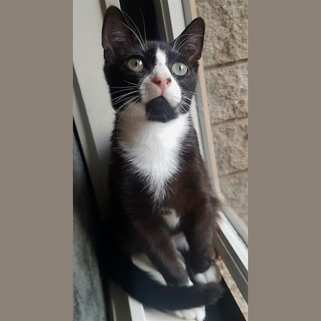 Photo of Papaya