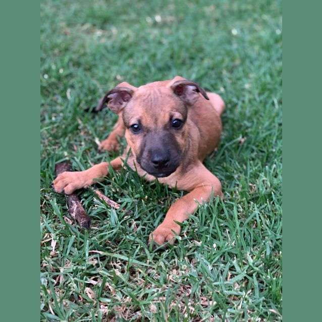Photo of Ginger
