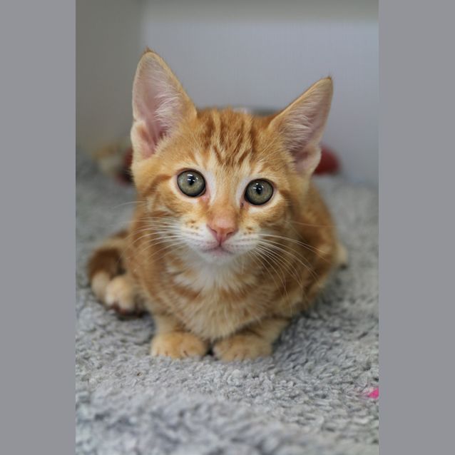 Photo of Mango
