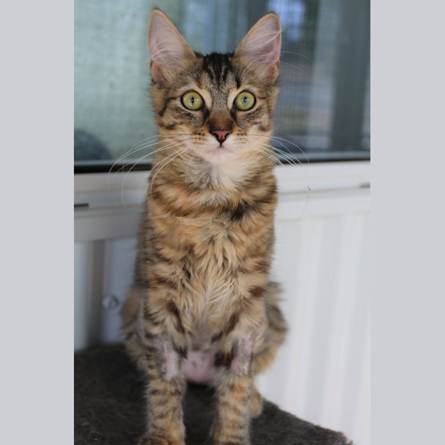 Photo of Fern
