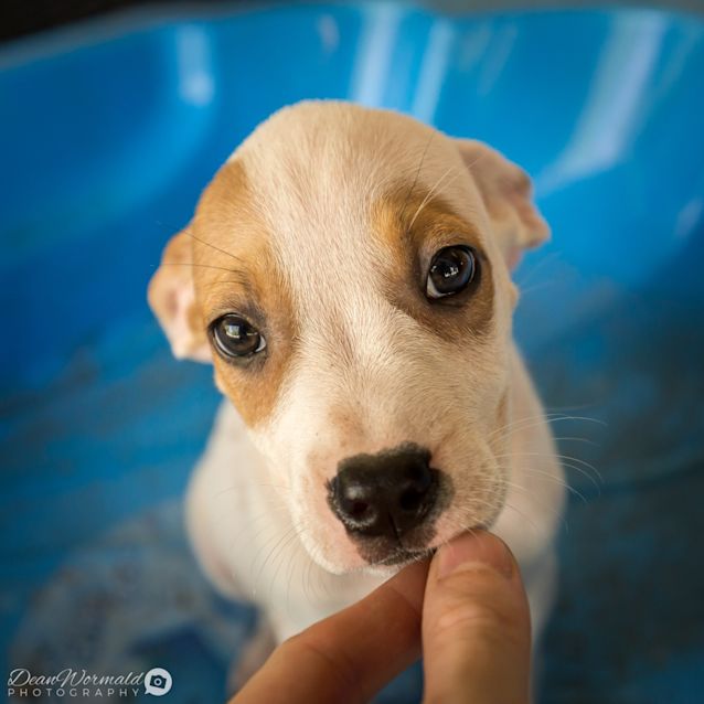 Photo of Gilly ~ Boxer X Female Puppy (On Trial 21/4/19)