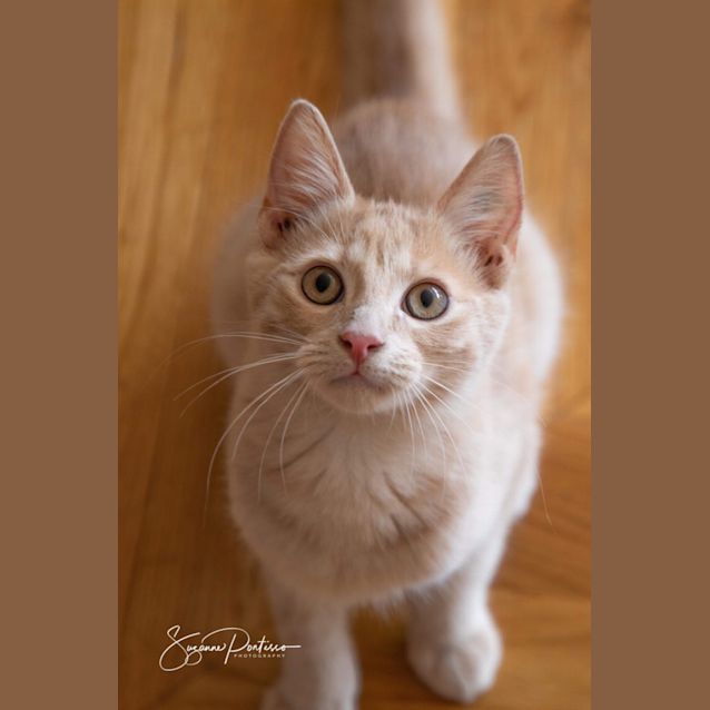 Photo of Cointreau 