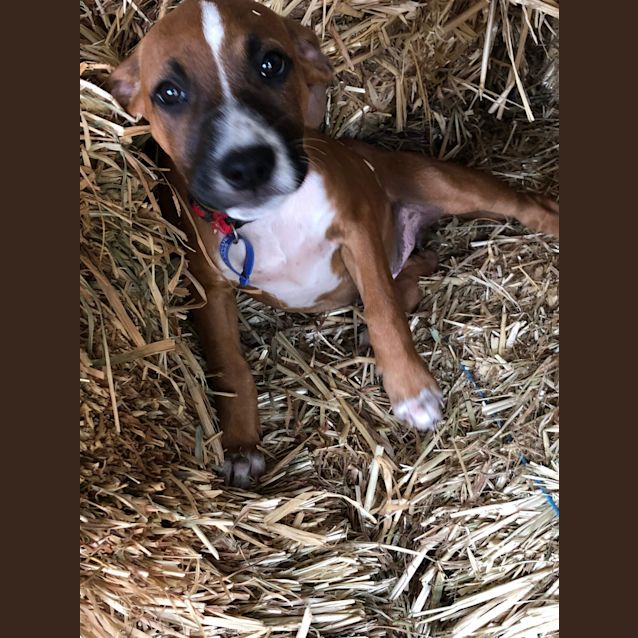 Photo of Mitta ~ Staffy X Bull Arab X (On Trial 31/3/19)