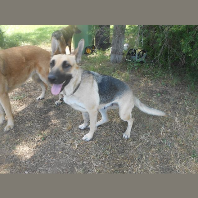 Photo of Koda   Meet And Greet Organised