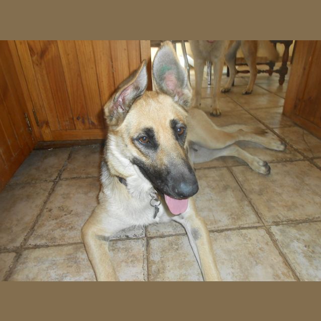 Photo of Koda   Meet And Greet Organised