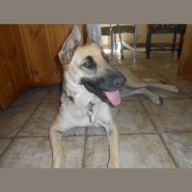 Photo of Koda   Meet And Greet Organised