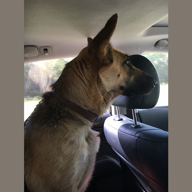 Photo of Koda   Meet And Greet Organised