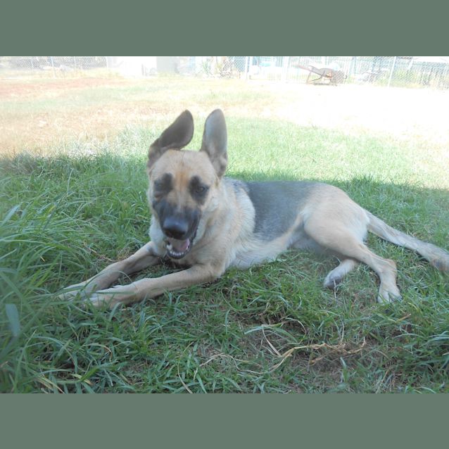 Photo of Koda   Meet And Greet Organised