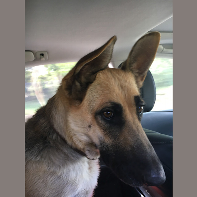 Photo of Koda   Meet And Greet Organised