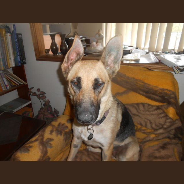 Photo of Koda   Meet And Greet Organised