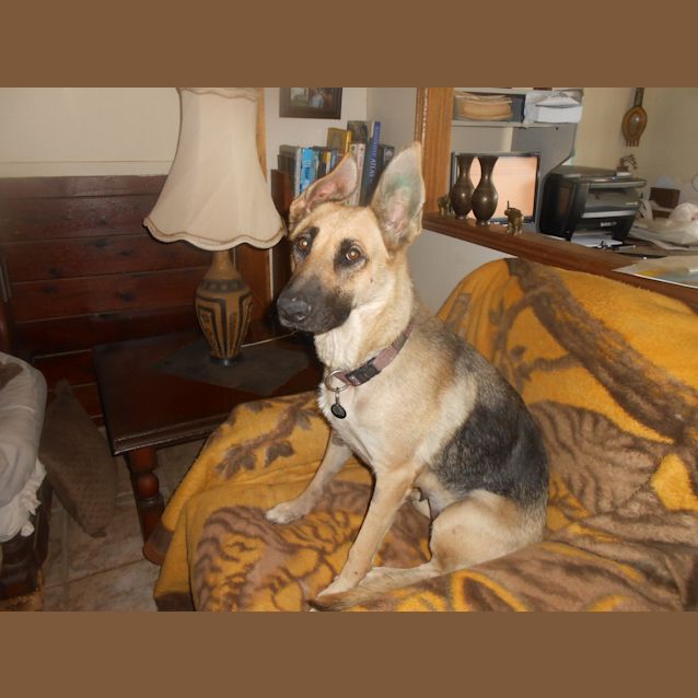 Photo of Koda   Meet And Greet Organised