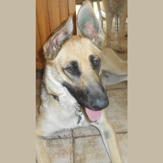 Photo of Koda   Meet And Greet Organised