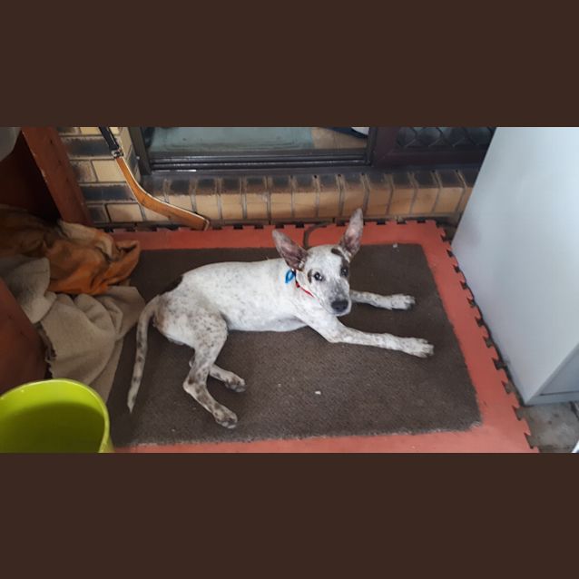 Photo of Kipper 