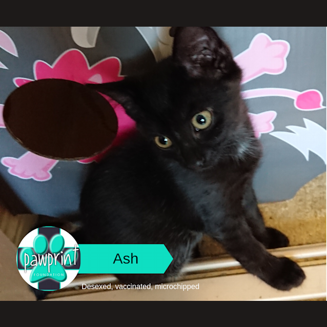 Photo of Ash