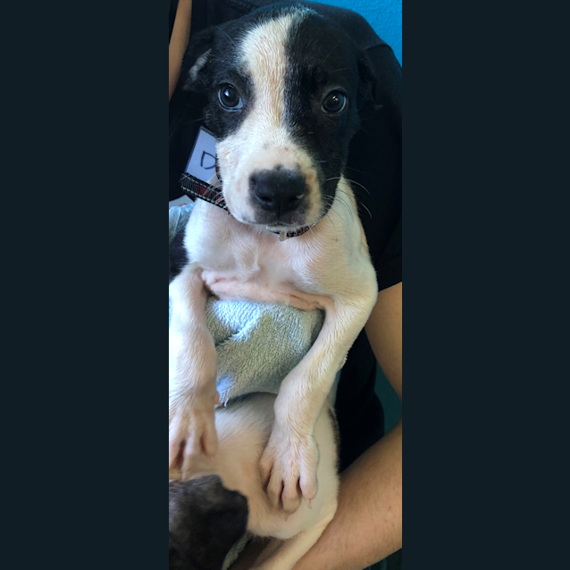Photo of Rosebud