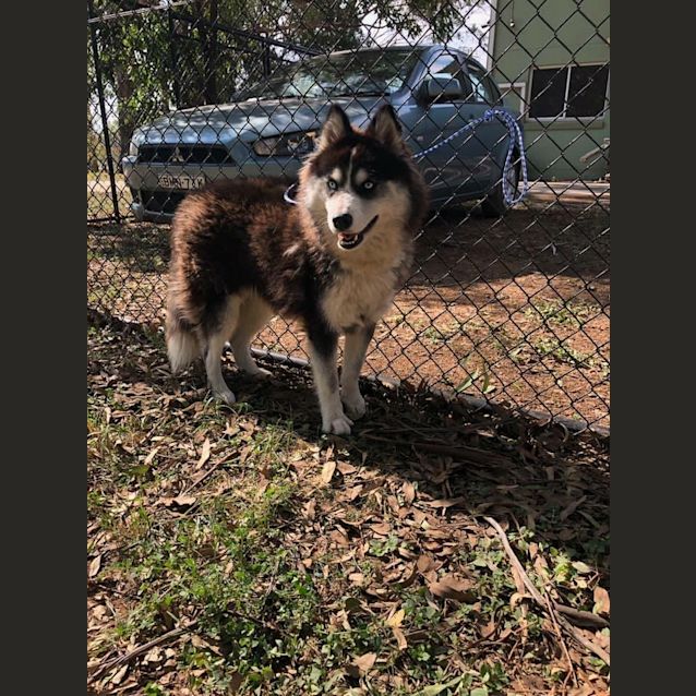 Photo of 1154 Sapphire