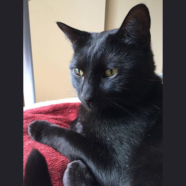 Mr Biggles the utter bastard cat Male Domestic Short Hair Cat in VIC