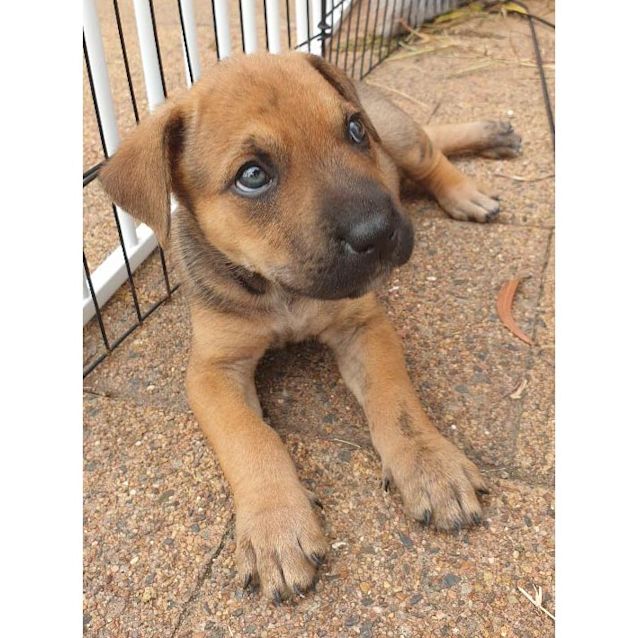 Photo of Spring ~ Cattle X (On Trial 17/3/19)