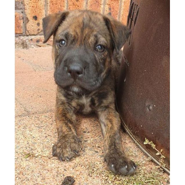 Photo of Summer ~ Cattle X Puppy (On Trial 10/3/19)