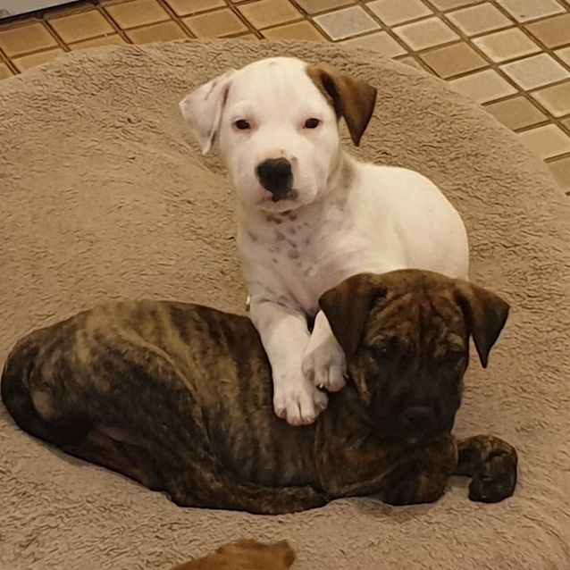 Photo of Winter ~ Cattle X Puppy (On Trial 10/3/19)
